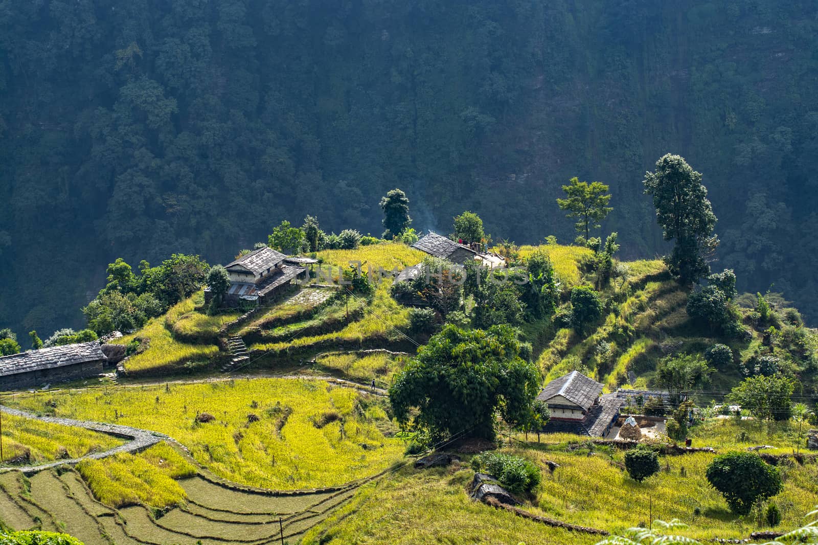 Rice field with houses on hill, Annapurna Conservation Area, Nepal