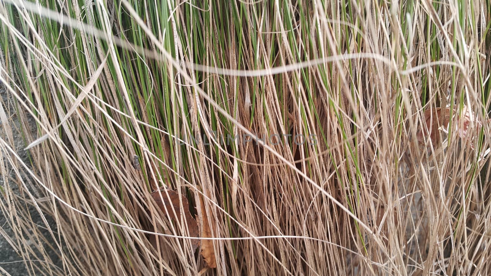 A close up view of green and dried grass.  Grass natural background for text and advertisements