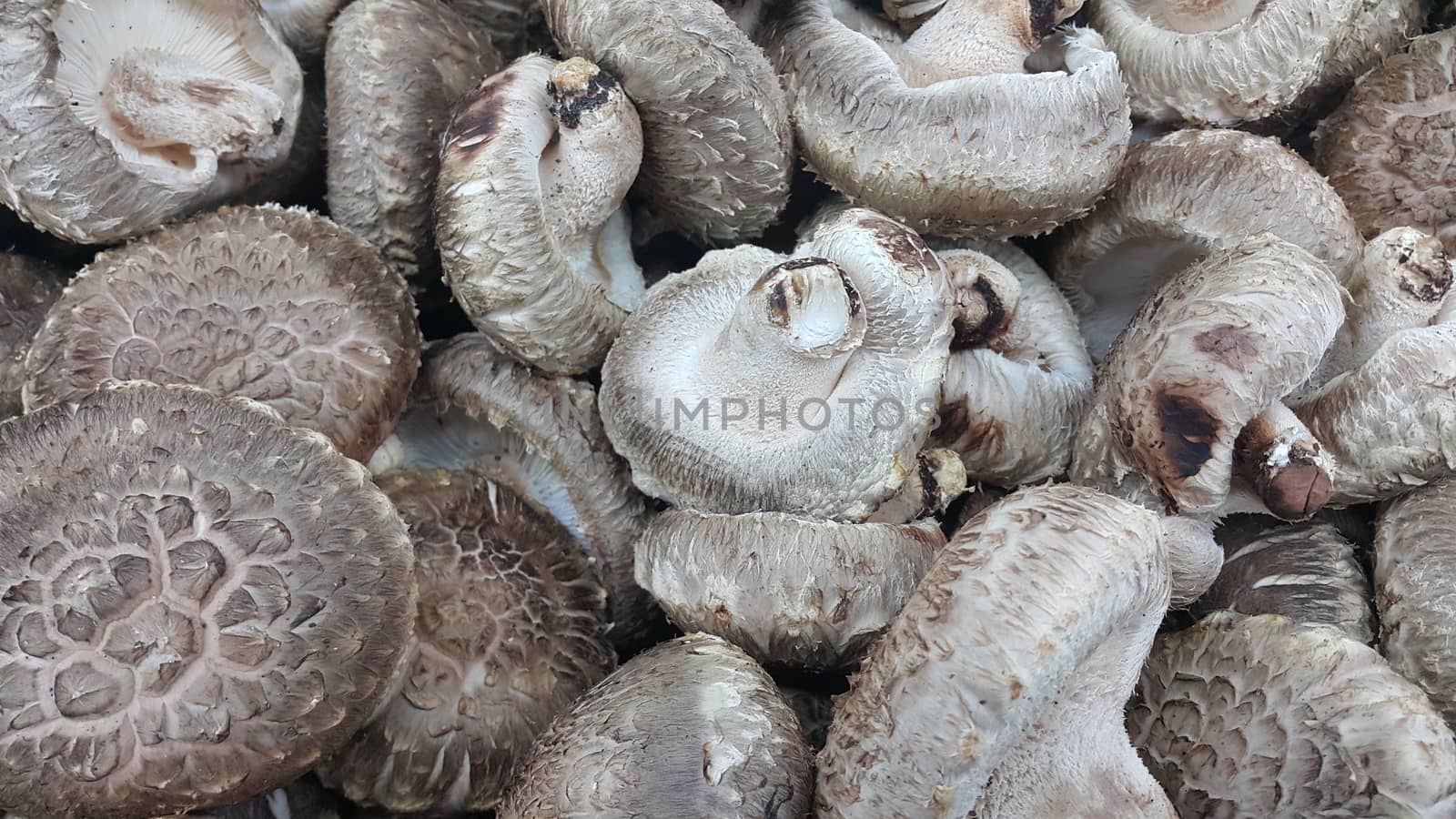 Closeup view of big pile of fresh harvested mushrooms. Food background of mushrooms in market for sale. A Vegetables background