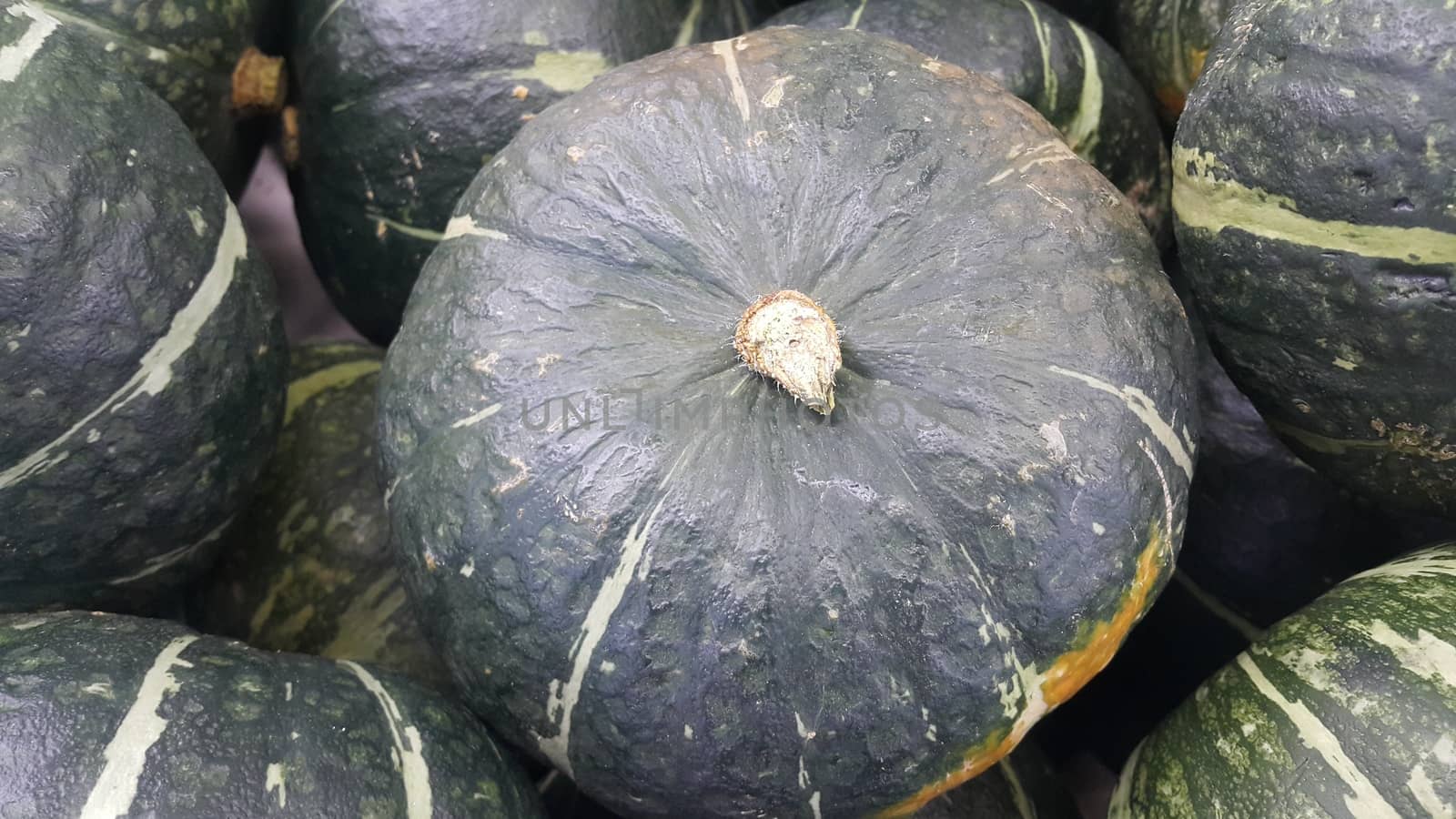 Heap of Green Pumpkin: A close-up view of large, fresh green pumpkins