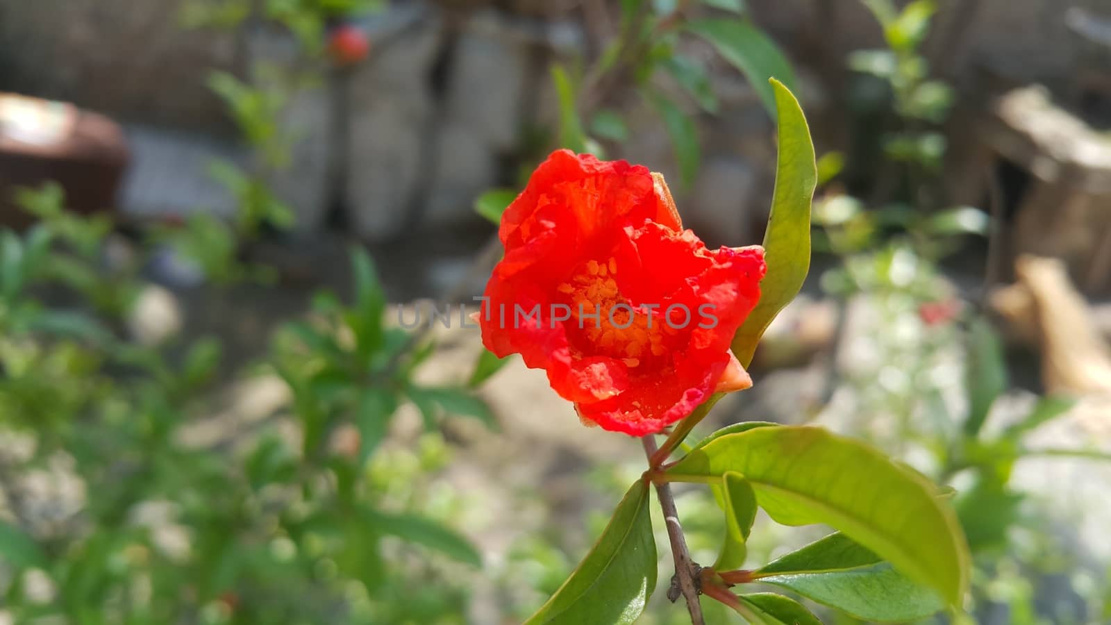 Closeup with selective focus on red flower with stamens and green leaves in background