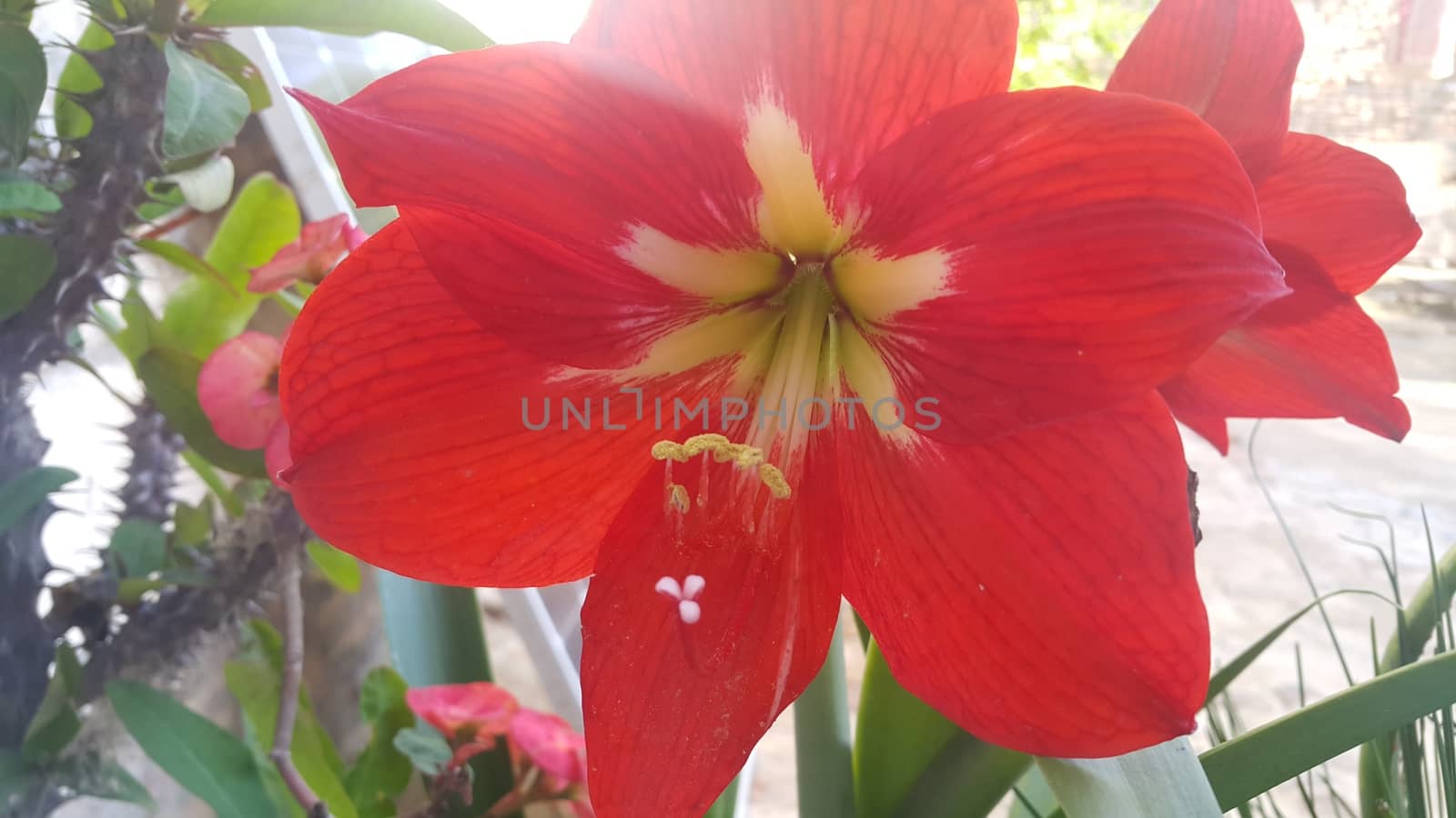 Red flower with stamens and green leaves in background by Photochowk