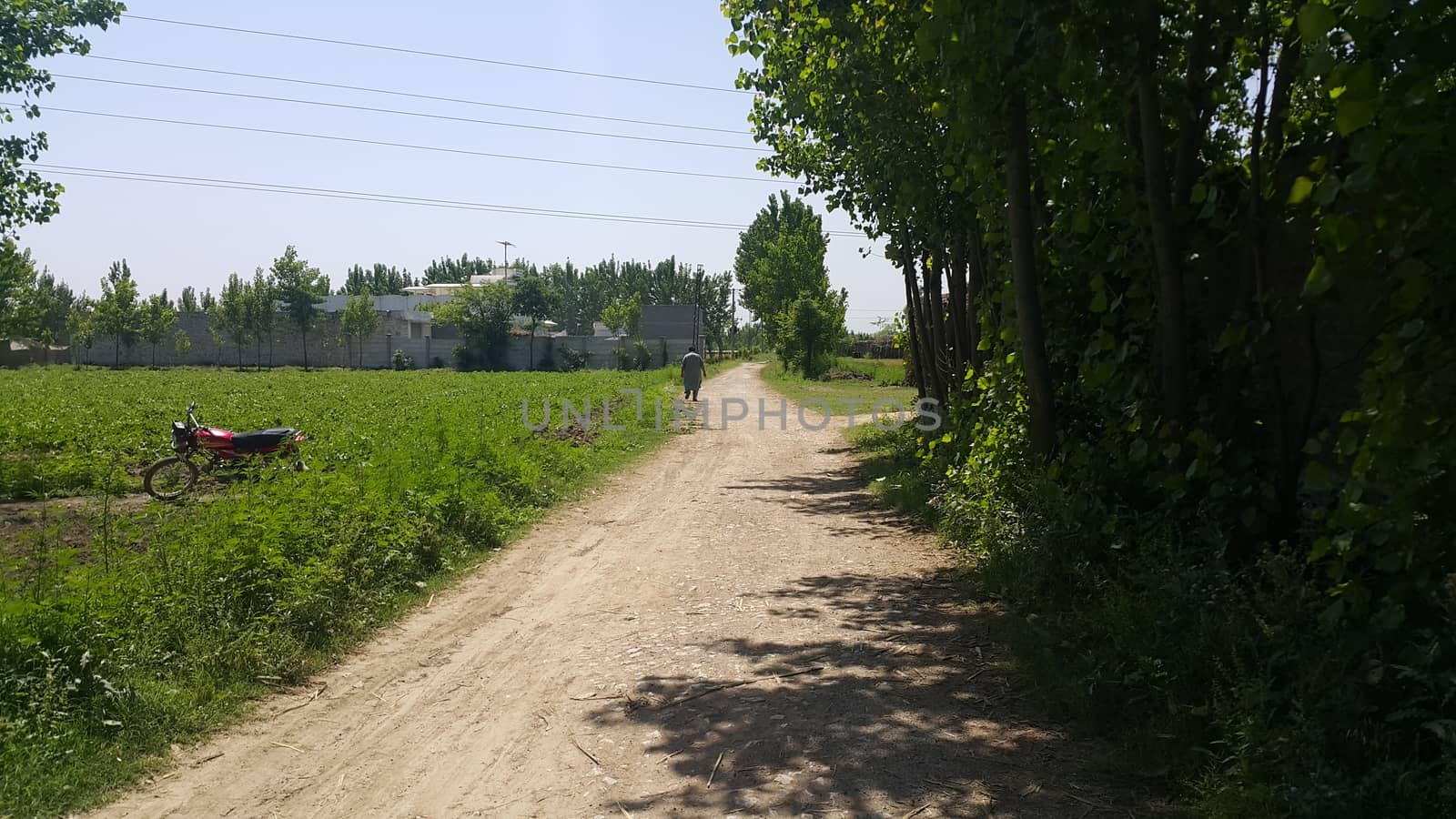 Pedestrian way or walk way with trees and grasses on both sides for public walk