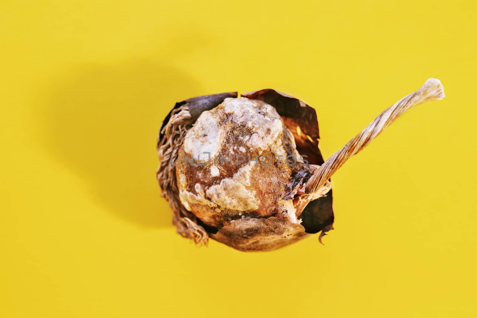 Bulb of tulip flower  on colored background , dried brown surface with long stem