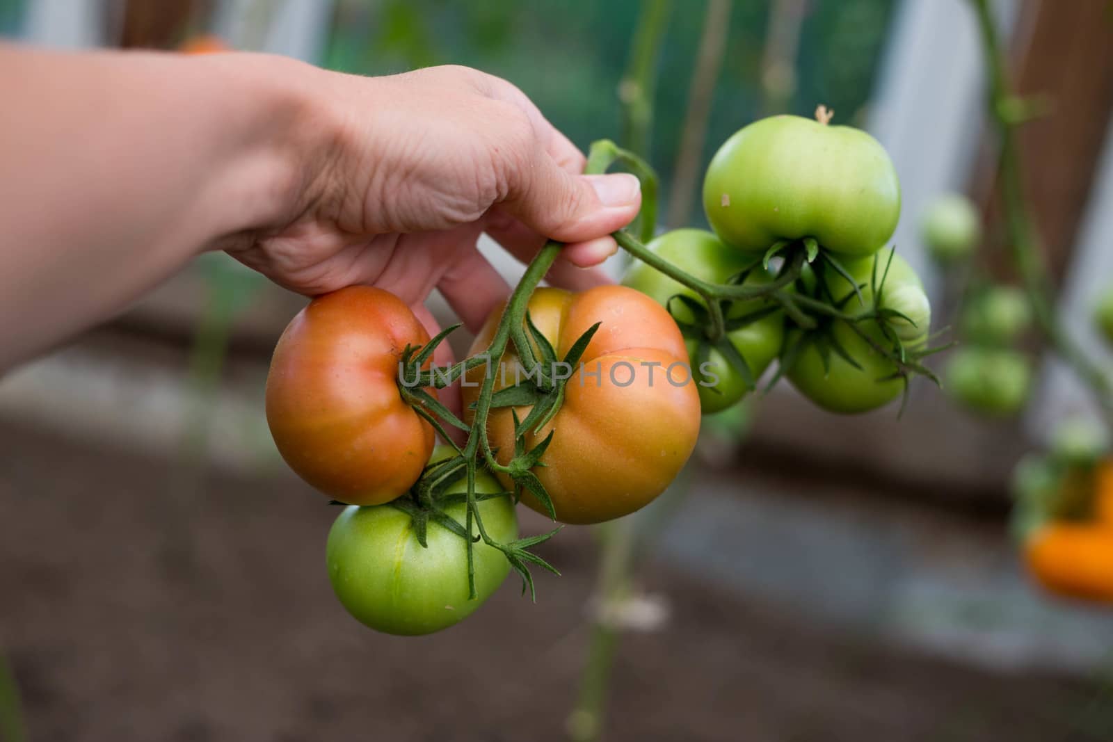 a woman holds with her hand a bunch of ripe and unripe tomatoe by galinasharapova