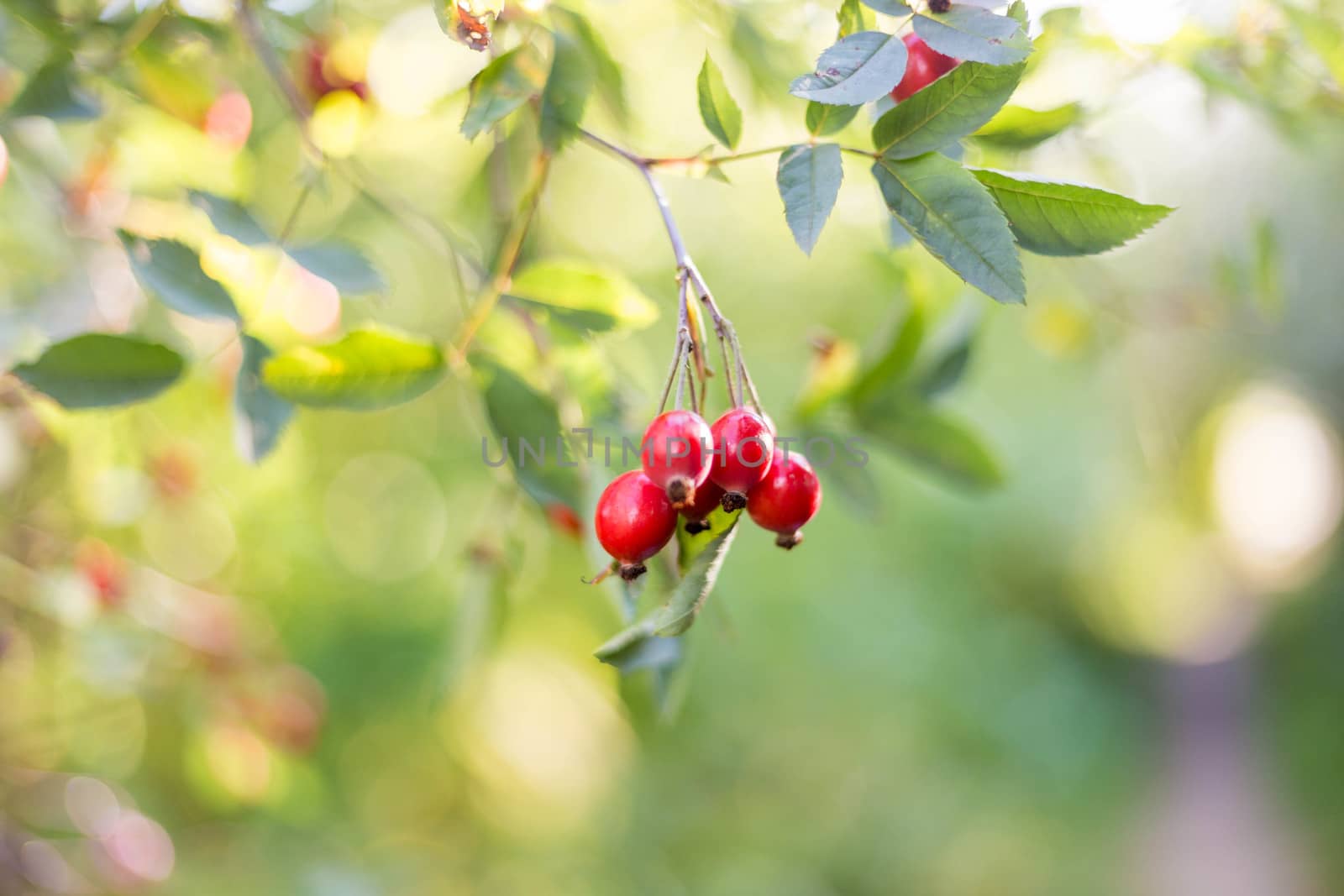 .Ripe rosehip berries on a branch in the sun. Golden autumn harvesting by galinasharapova