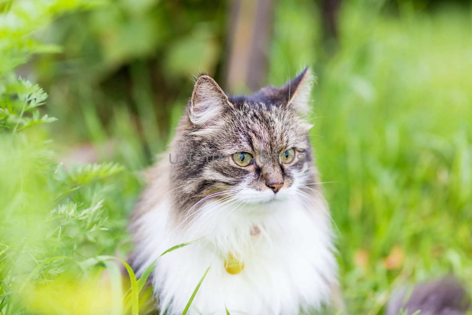 A fluffy striped cat sits on the grass and looks aside by galinasharapova