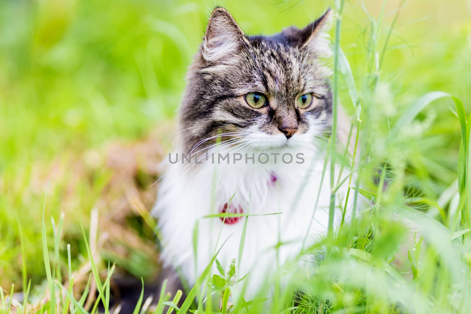 A fluffy striped cat sits on the grass and looks aside by galinasharapova