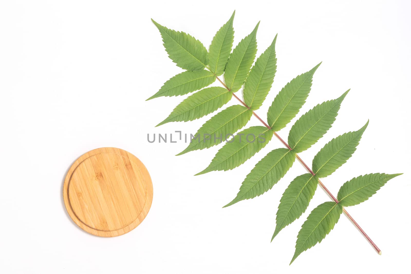 Bamboo Cutting Board with green leaf white whalnu on white background. Eco friendly housekeeping concept