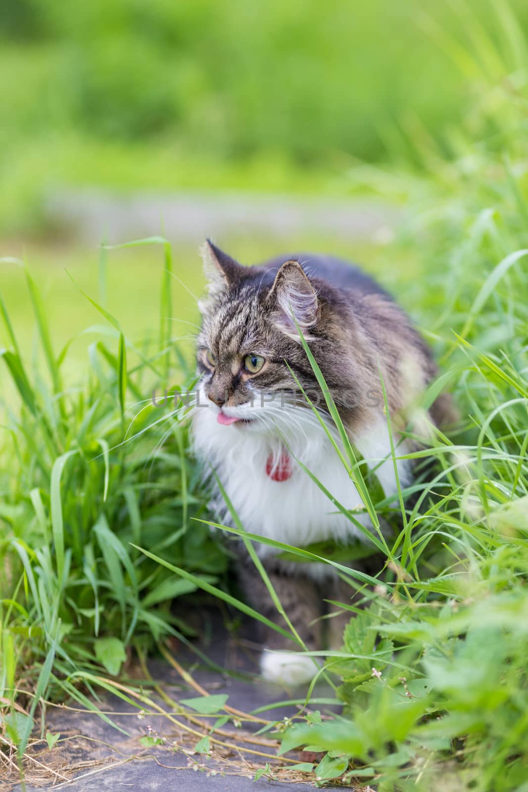 A fluffy gray cat with a luxurious white breast sits in the grass and looks aside