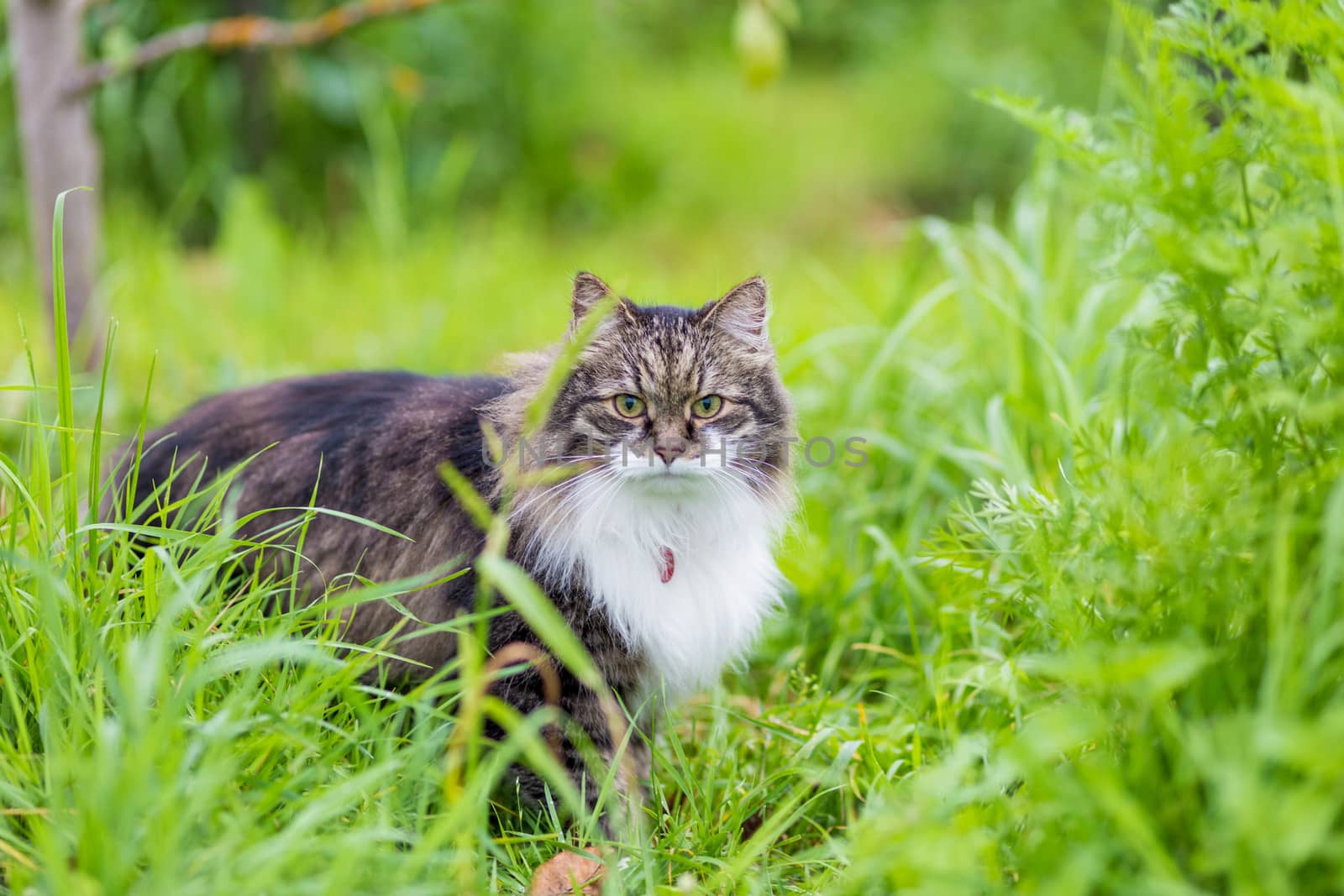 A fluffy gray cat with a luxurious white breast sits in the grass and looking at the camera