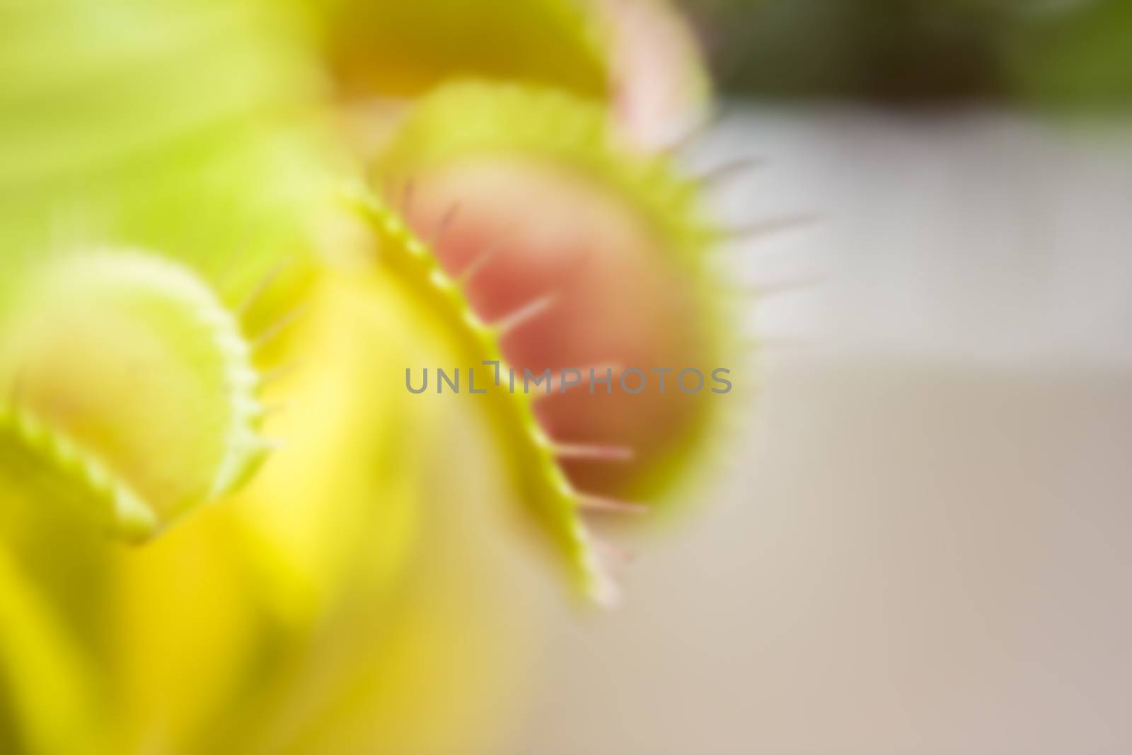 Close-up of a Venus flytrap trap out of focus blurred. by galinasharapova