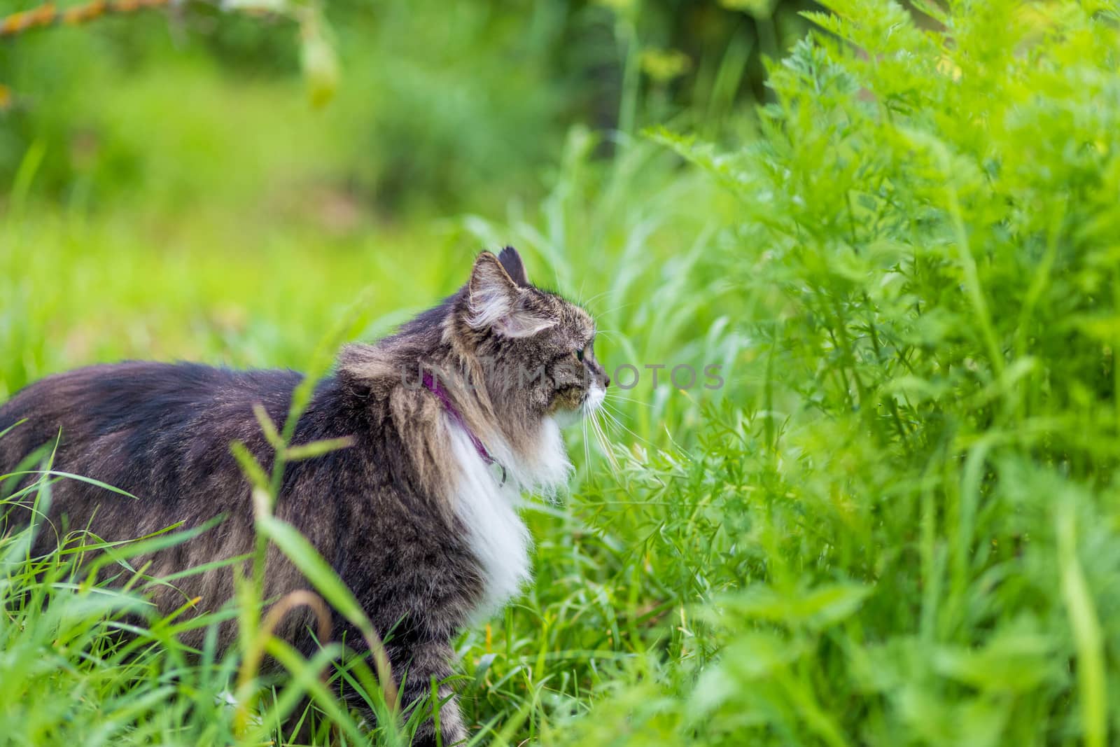 A fluffy striped cat sits on the grass and looks aside by galinasharapova