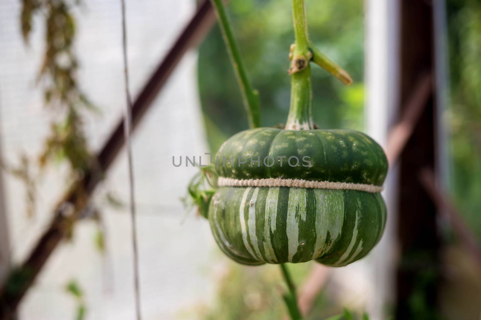 Decorative pumpkin. Small decorative pumpkin hanging on tree branches. Green foliage in the background.