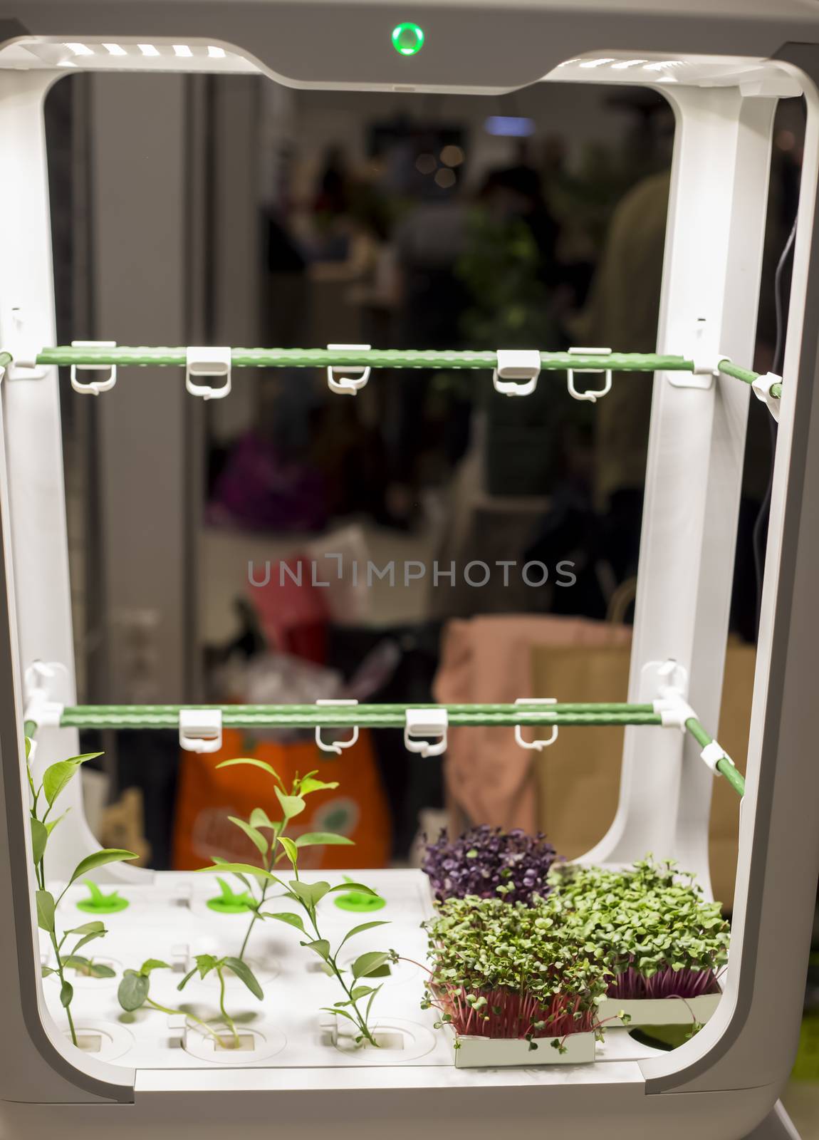 micro farm for growing plants at home, hydroponics with microgreen sprouts, by galinasharapova