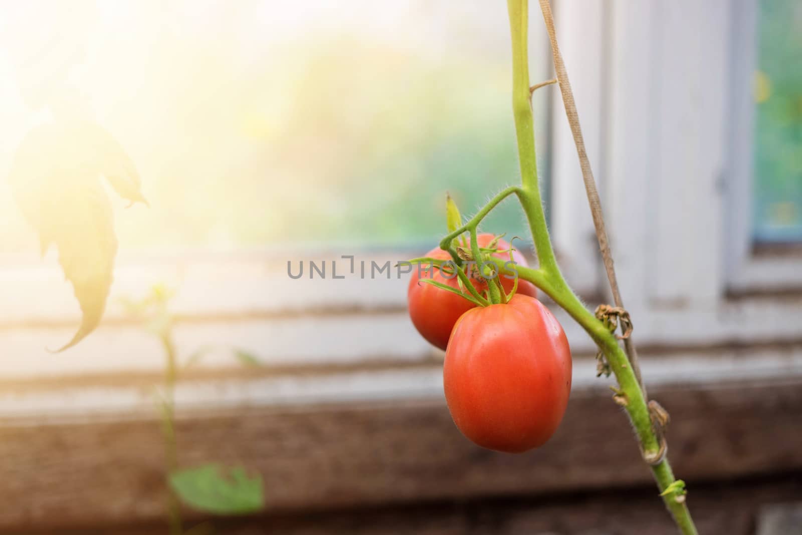 Ripe red tomatoes on the branches in the greenhouse. Growing organic green vegetables in a home garden. On one branch are red and green fruits of tomatoes. Copy space and Selective focus