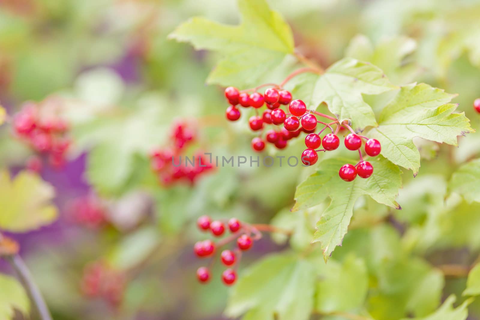 Viburnum berry on a branch in the sun. A bunch of red berries on a branch. Golden autumn harvesting