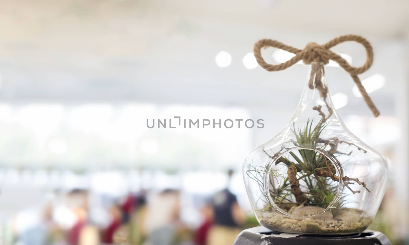 .Decorative floristic composition of a variety of succulents in a Glass terrarium florarium, the idea of decorating the space of an apartment or cafe. soft selective focus.