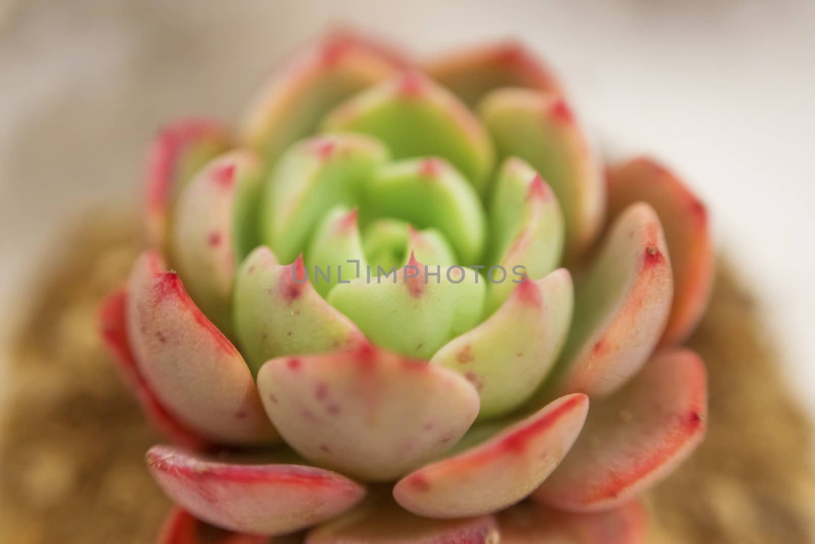 .Close-up of an Echeveria succulent with pink and green pointed leaves