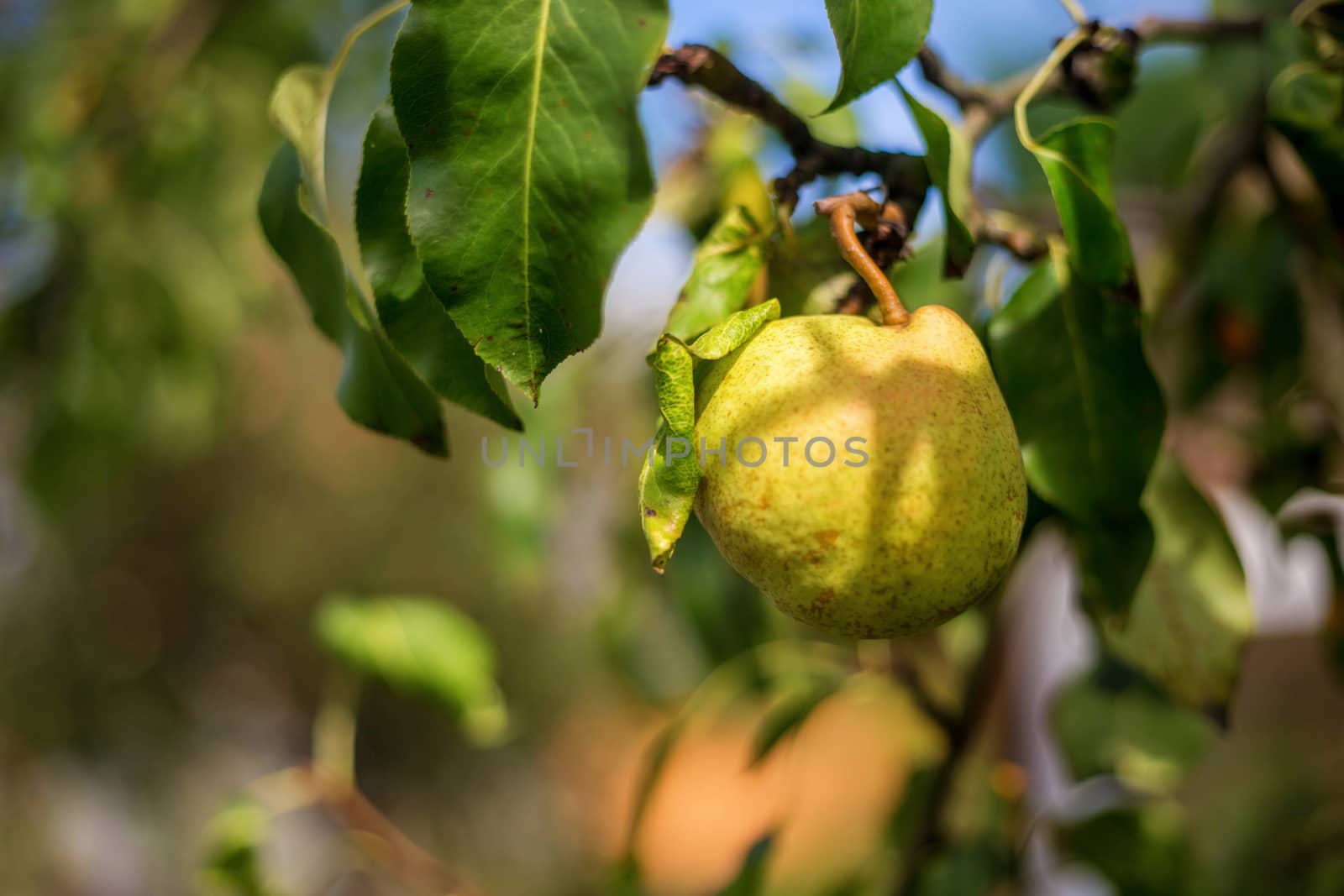 Pear fruit on the tree in the fruit garden