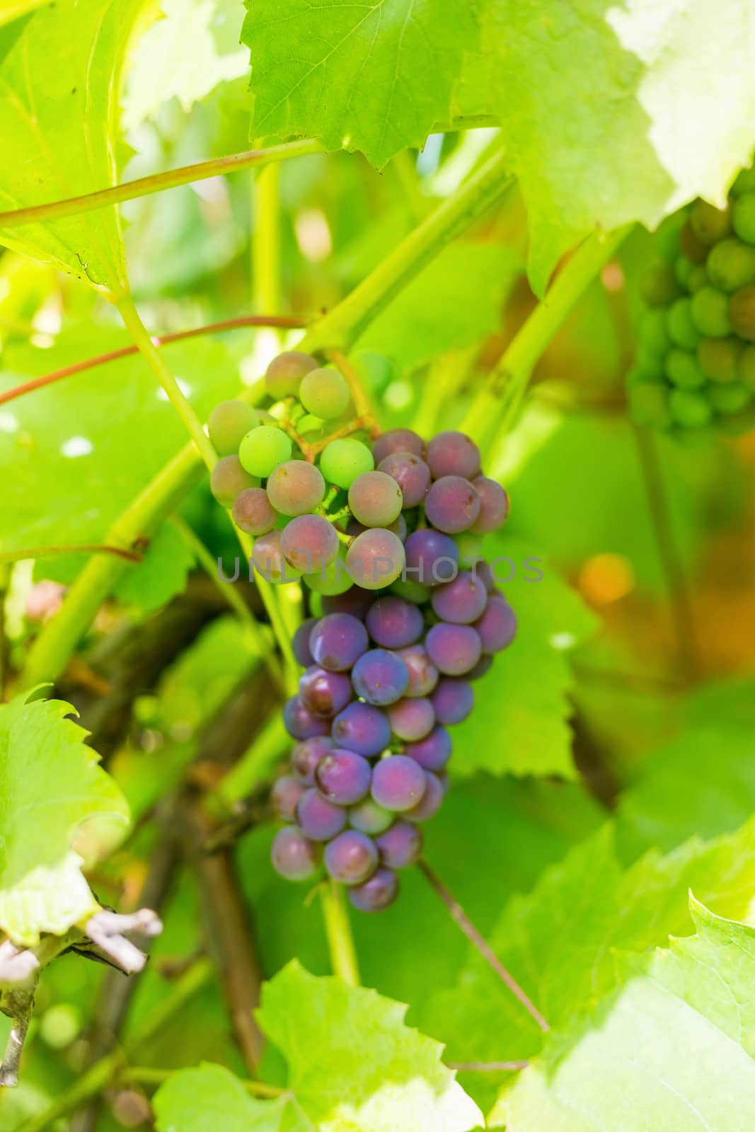 .A bunch of grapes on a branch in a private vineyard, in a country house in the village