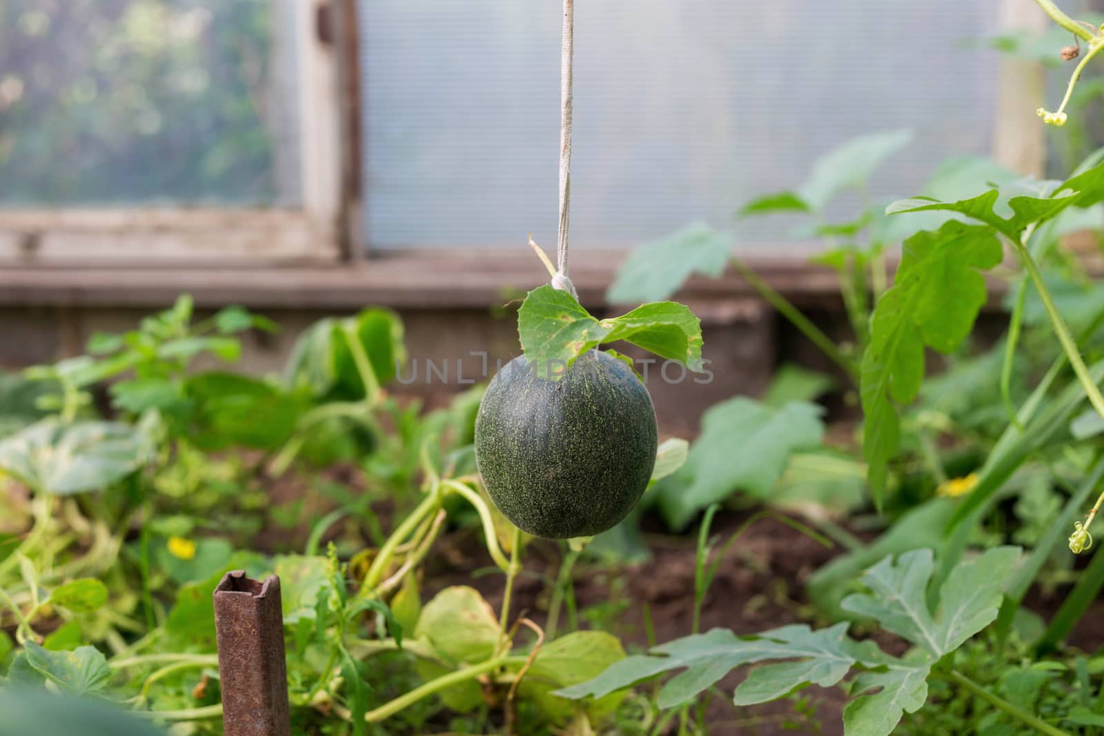 Small watermelon melon in a greenhouse on a branch in the sun in a greenhouse close-up
