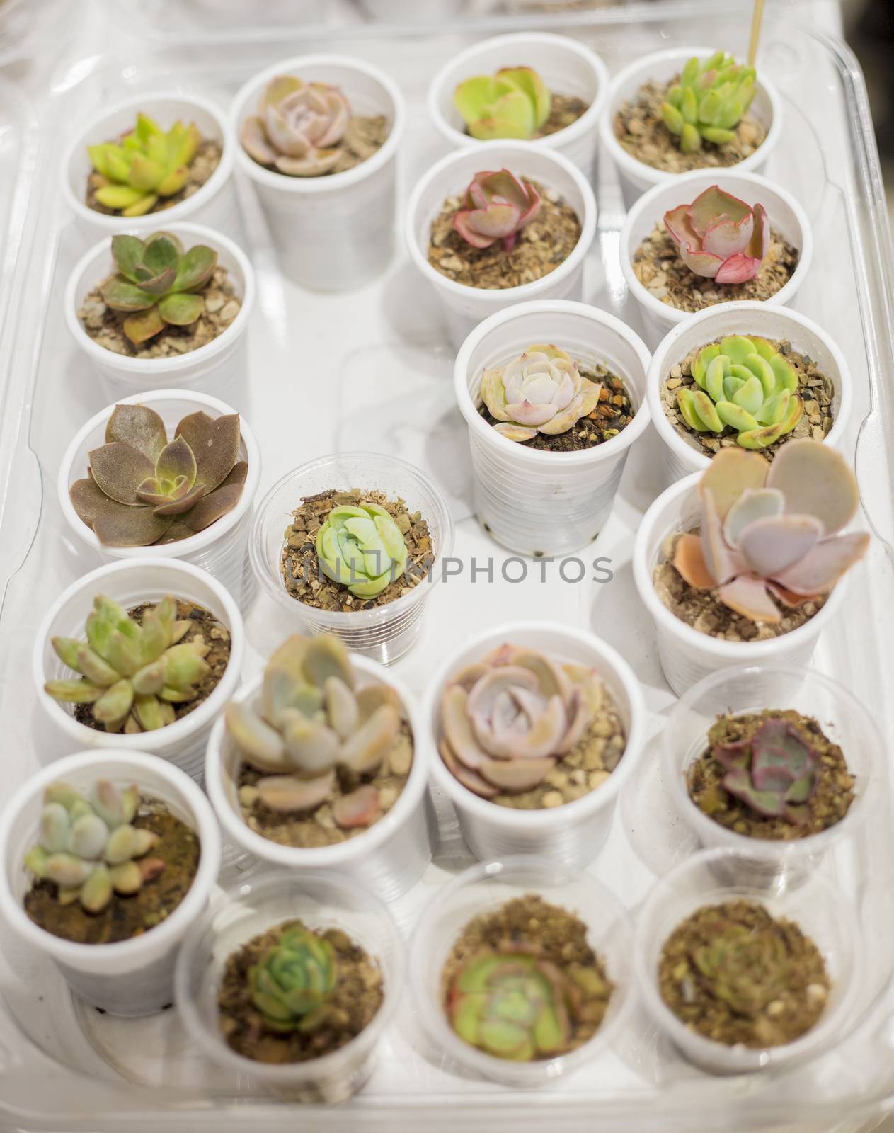 Various beautiful green and pink succulents plants in small plastic cups by galinasharapova