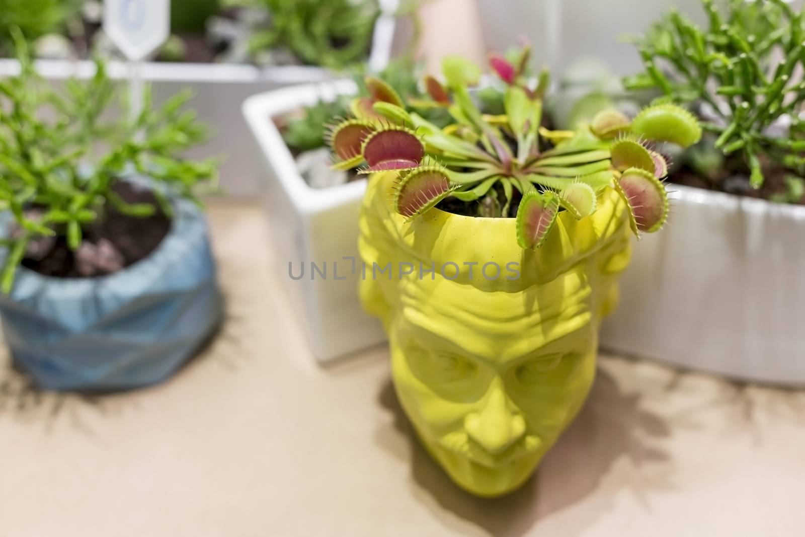 Venus Flytrap, Dionaea muscipula in a stylish decorative flowerpot by galinasharapova
