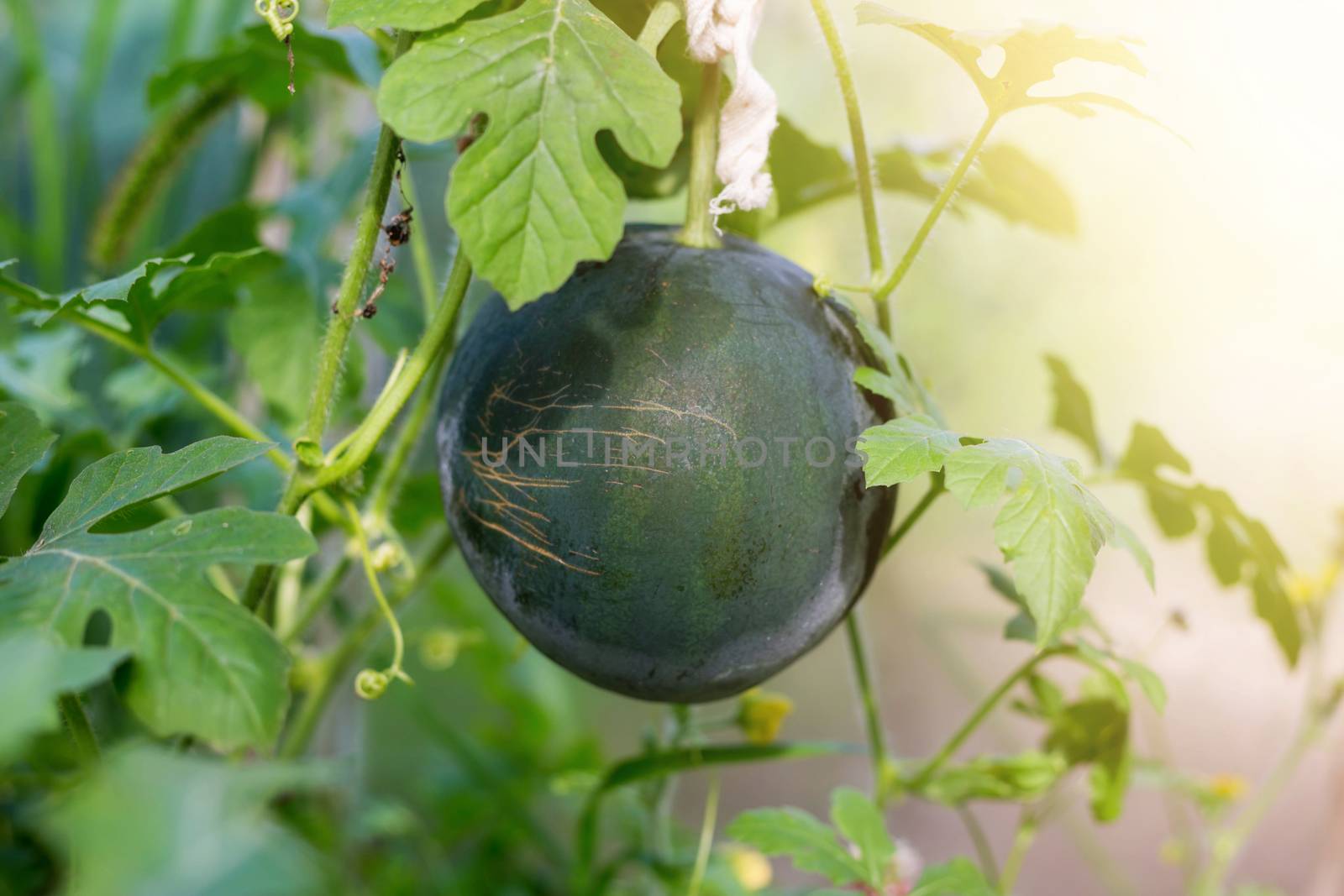 Harvest. A small watermelon in a greenhouse on a Sunny summer day. The cultivation of watermelon.