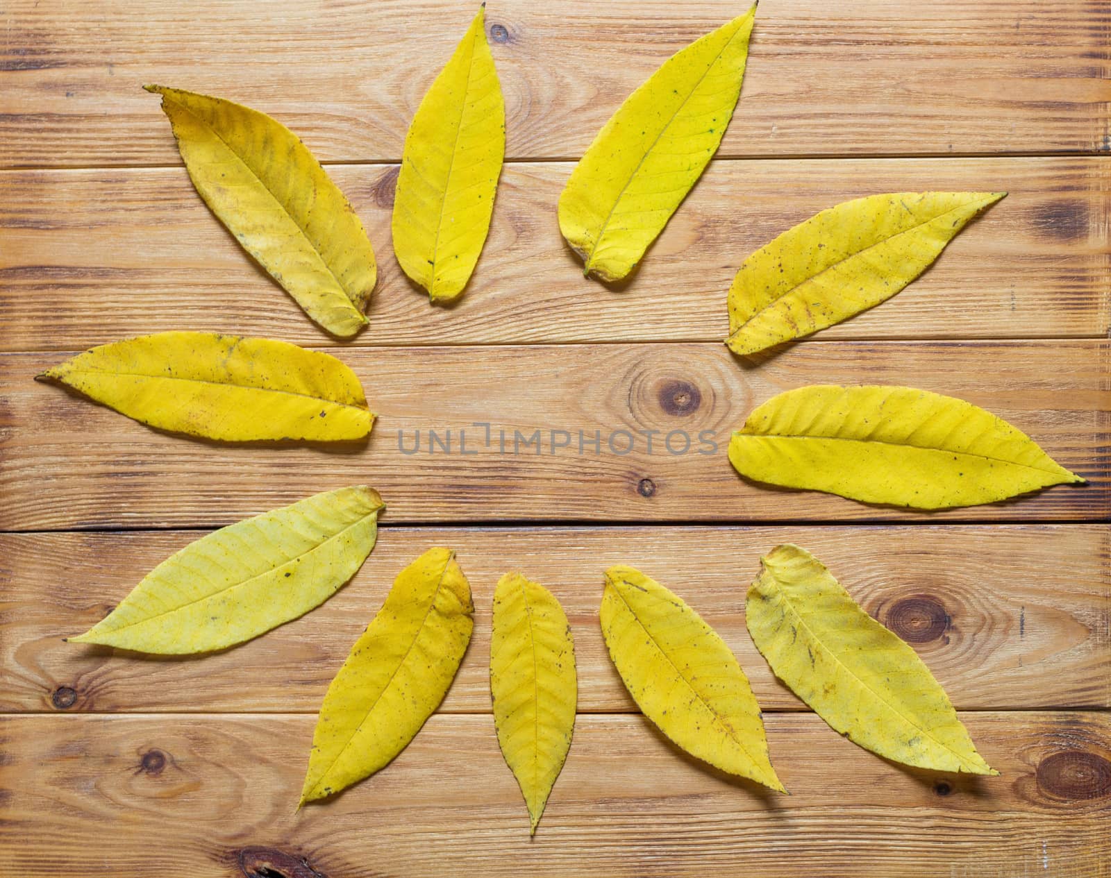 Top view of frame of multicolored fallen leaves on wooden background by galinasharapova