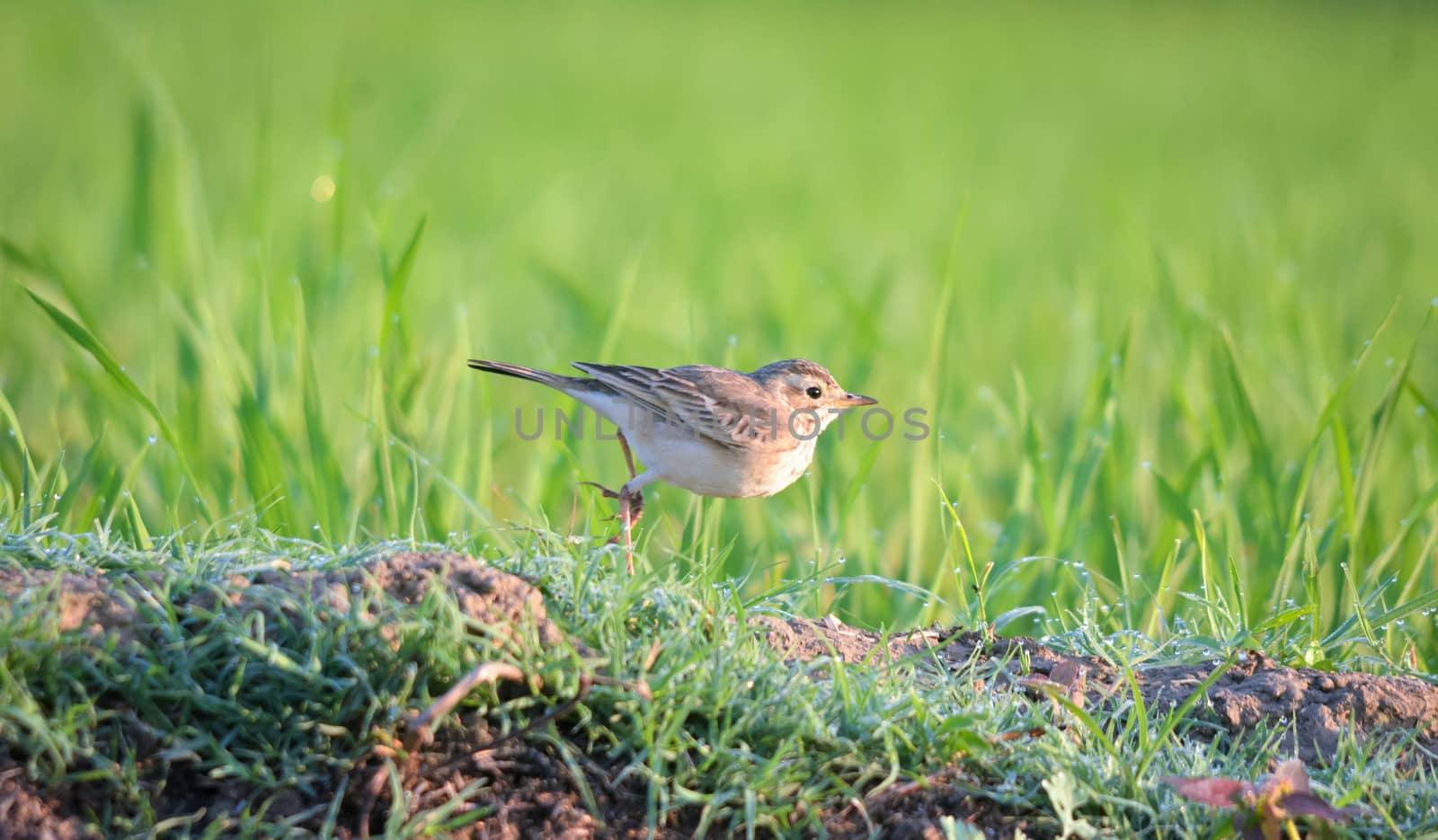 The paddyfield pipit or Oriental pipit is a small passerine bird in the pipit and wagtail family. It is a resident breeder in open scrub, grassland and cultivation.