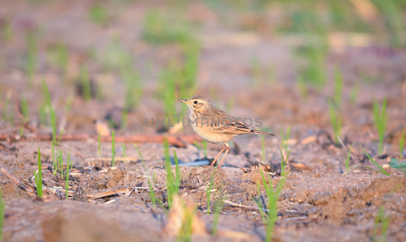 The paddyfield pipit or Oriental pipit is a small passerine bird in the pipit and wagtail family. It is a resident breeder in open scrub, grassland and cultivation.