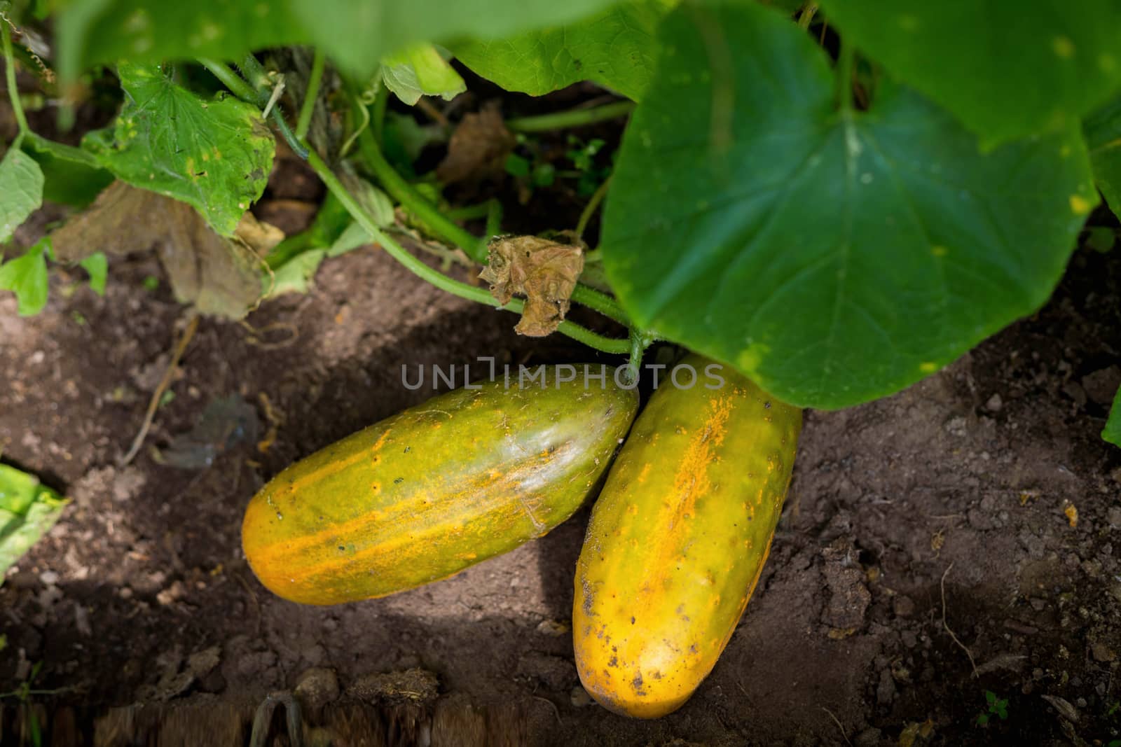 Overripe cucumbers with yellow skin are lying in the garden bed by galinasharapova