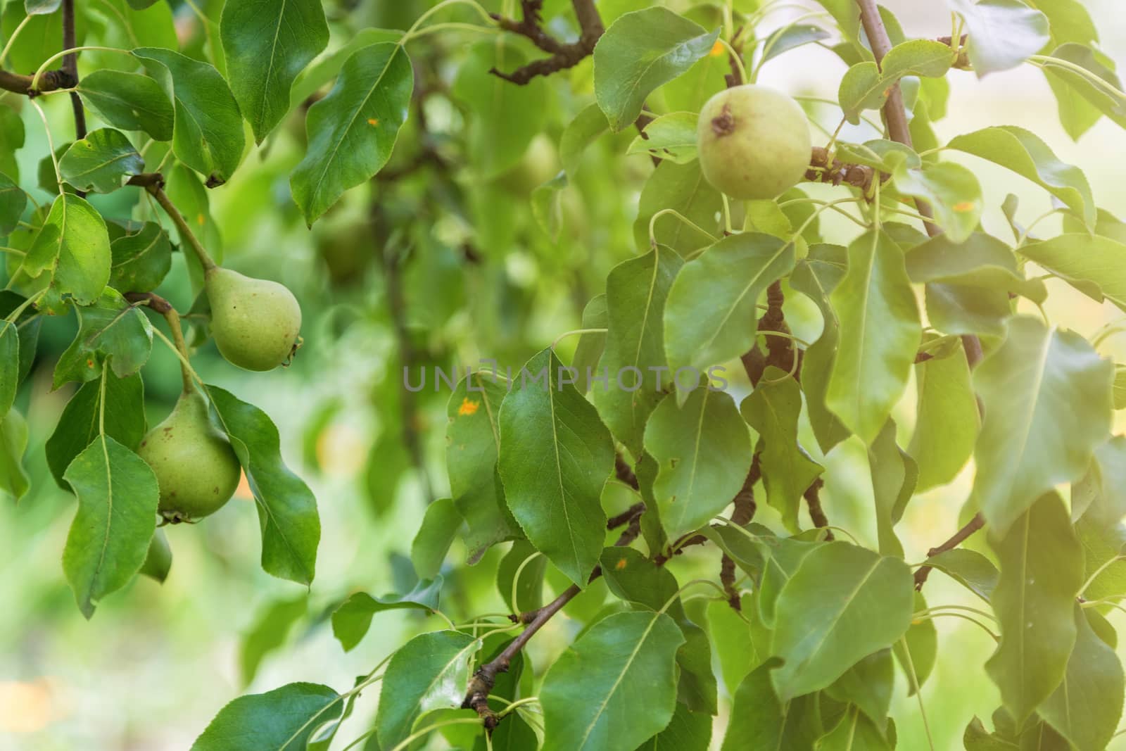 Pear tree branch with hanging fruits. Harvest time by galinasharapova