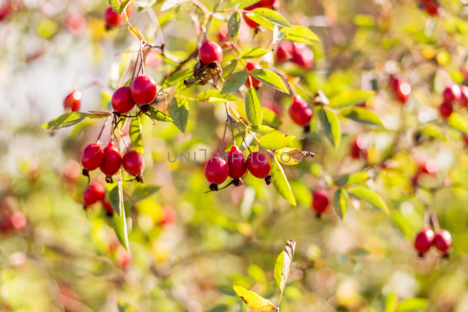 .Ripe rosehip berries on a branch in the sun. Golden autumn harvesting.