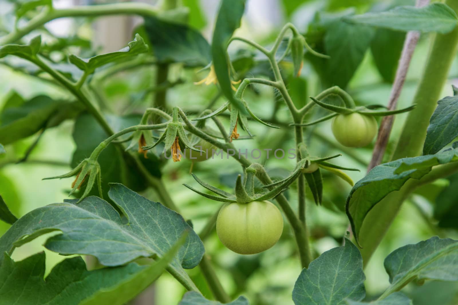 closeup group of green tomatoes growing in greenhouse,horizontal frame,blurry background.