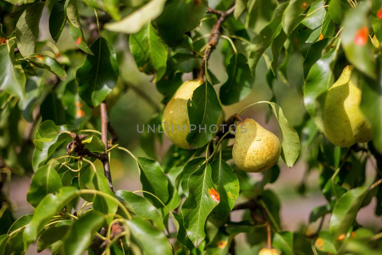 Ripe Pears on tree in fruit garden by galinasharapova