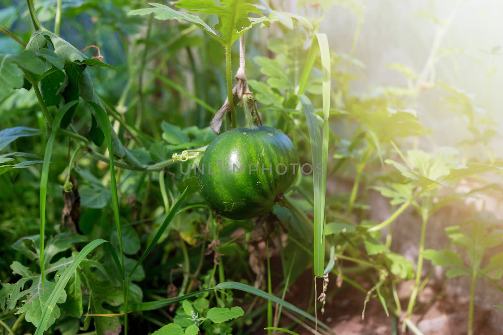 Growing watermelon in a greenhouse. A small watermelon is ripening in the garden