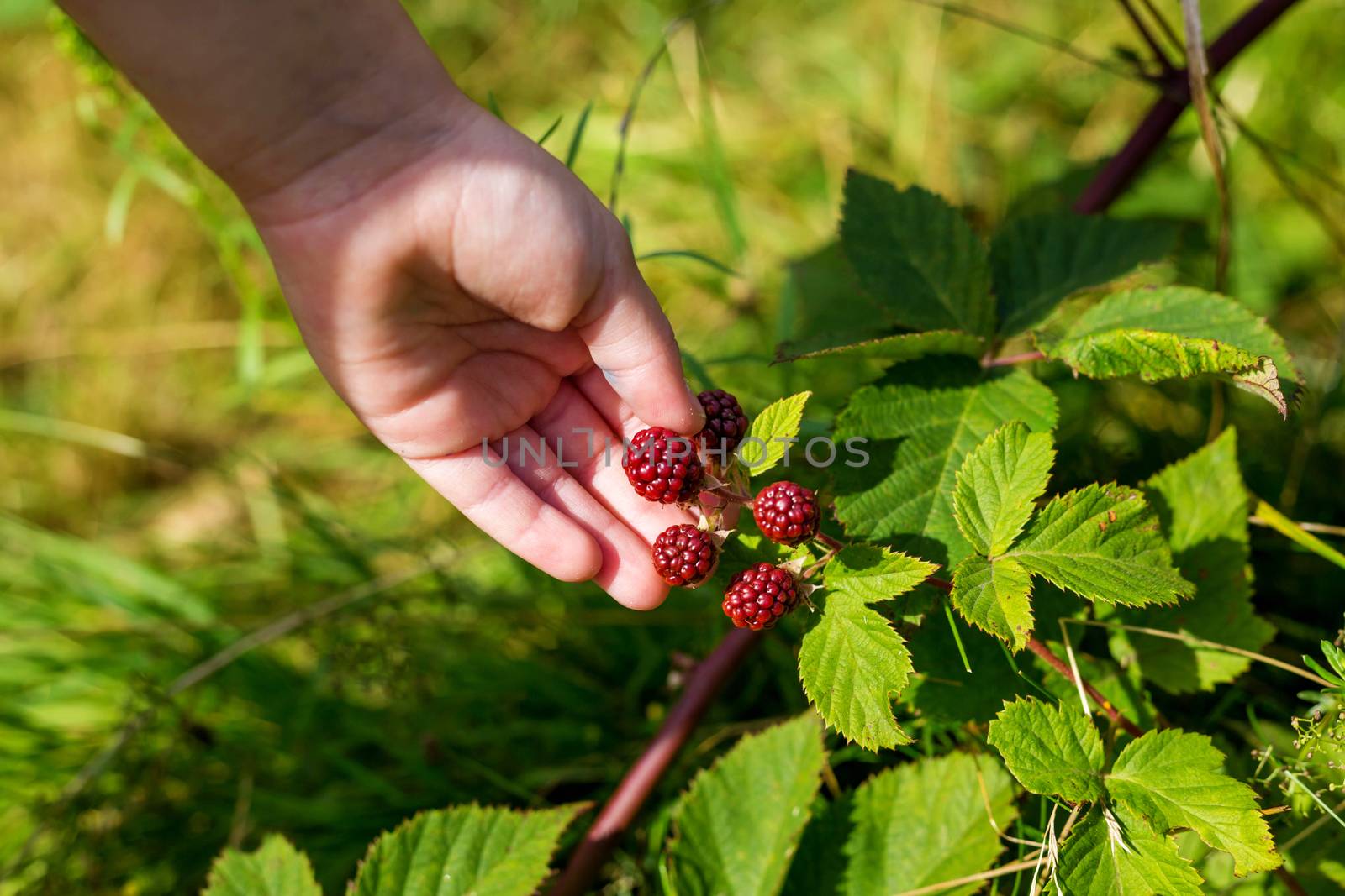 Hands picking blackberries during main harvest season. ripe and unripe blackberries by galinasharapova