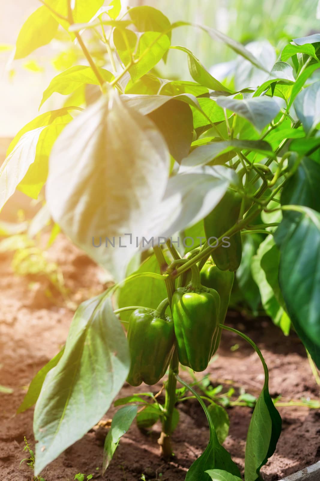 Hot green peppers grow in greenhouse. Green leaves with sunlight. Fix organic vegetables in kitchen garden