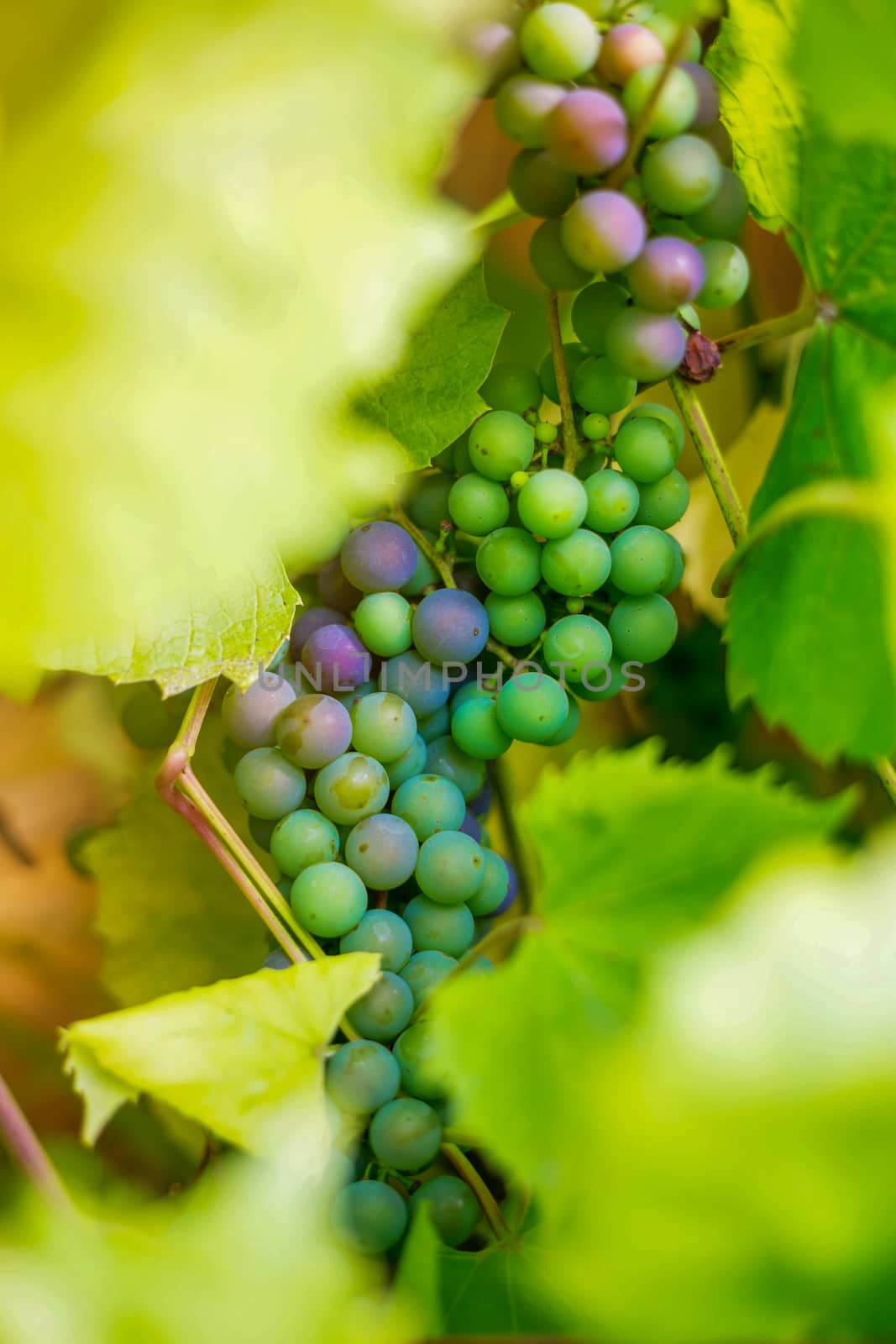 .A bunch of grapes on a branch in a private vineyard, in a country house in the village
