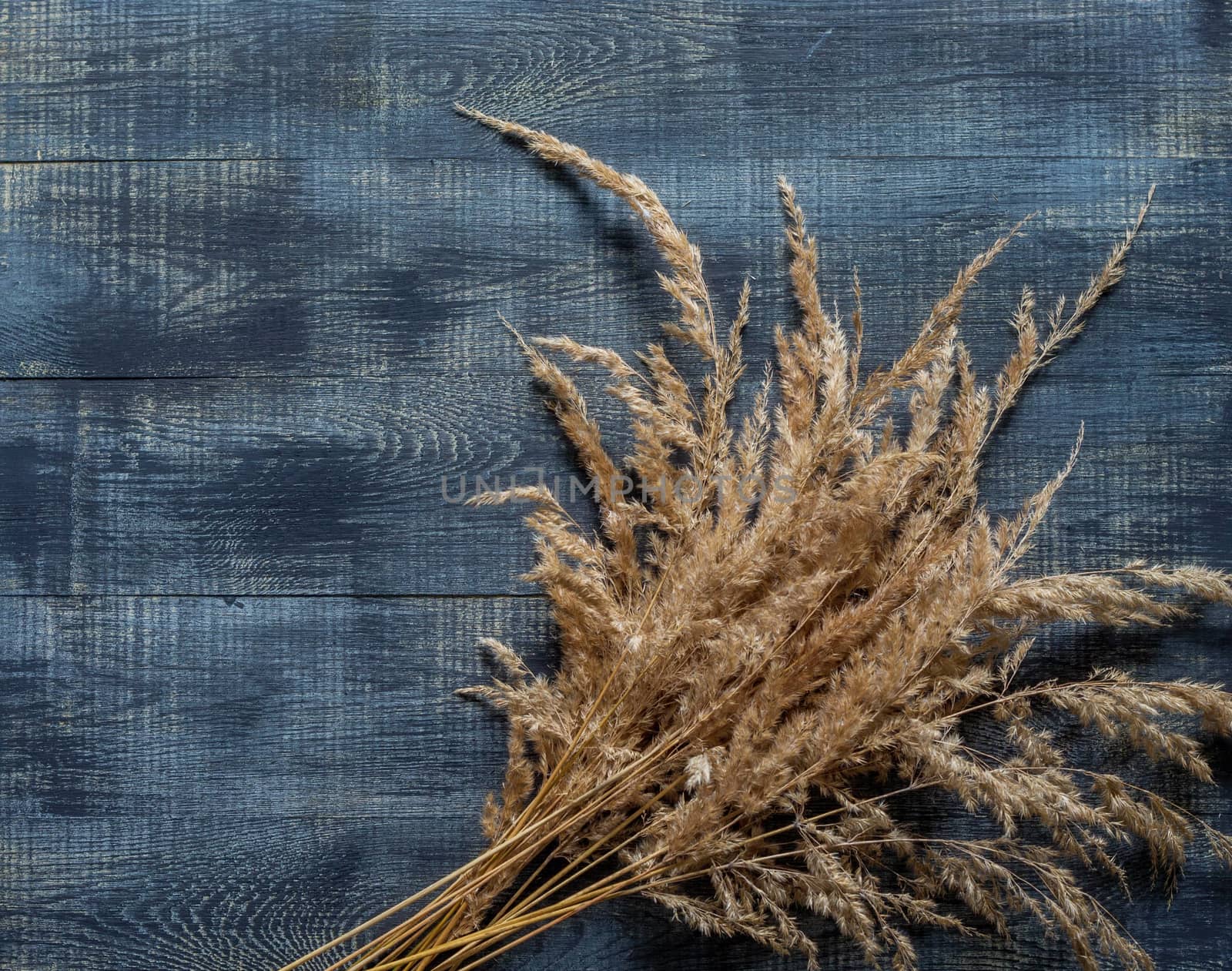 Autumn flat lay with dry ears of wheat on a dark wooden background by galinasharapova