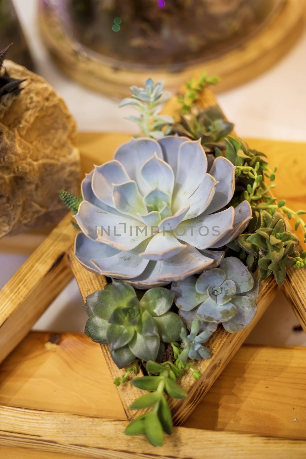 floristic composition of a variety of succulents in a wooden box pot by galinasharapova