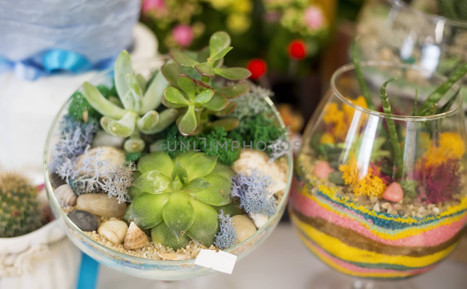 .Decorative floristic composition of a variety of succulents in a Glass terrarium florarium, the idea of decorating the space of an apartment or cafe. soft selective focus.