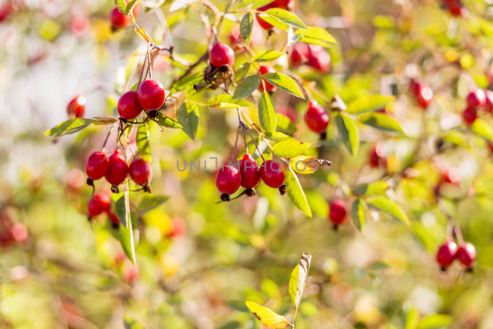 Ripe rosehip berries on a branch in the sun. Golden autumn harvesting, soft focus