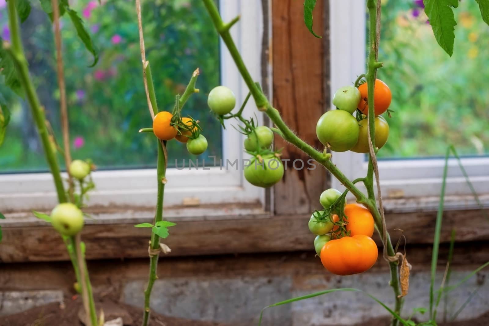 Ripe red tomatoes on the branches in the greenhouse. Growing organic green vegetables in a home garden. On one branch are red and green fruits of tomatoes. Copy space and Selective focus