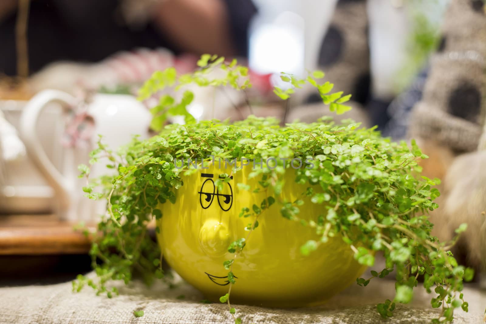 .microgreens in an original decorative pot for interior decoration