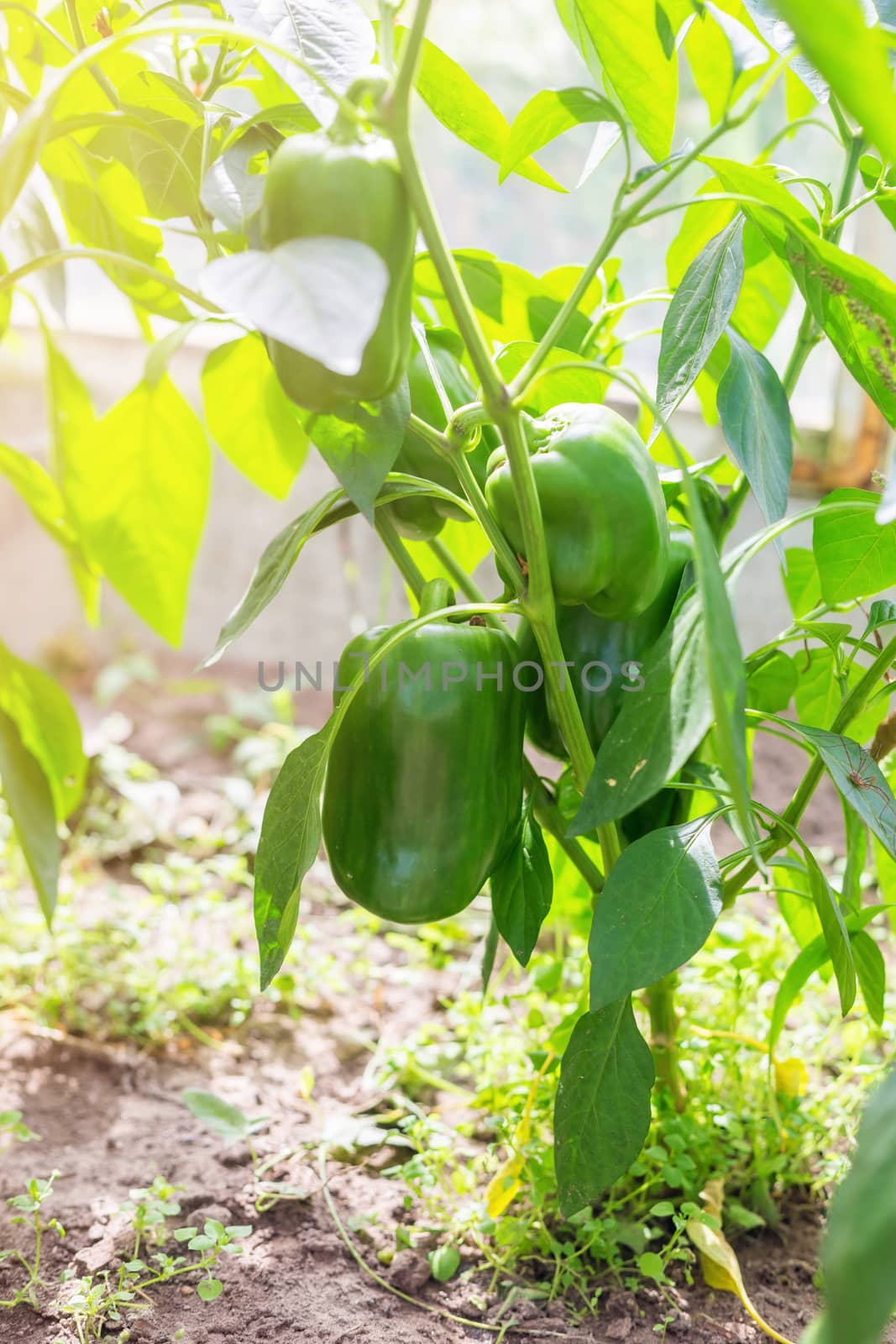 Growing peppers in a greenhouse, unripe peppers grow by galinasharapova