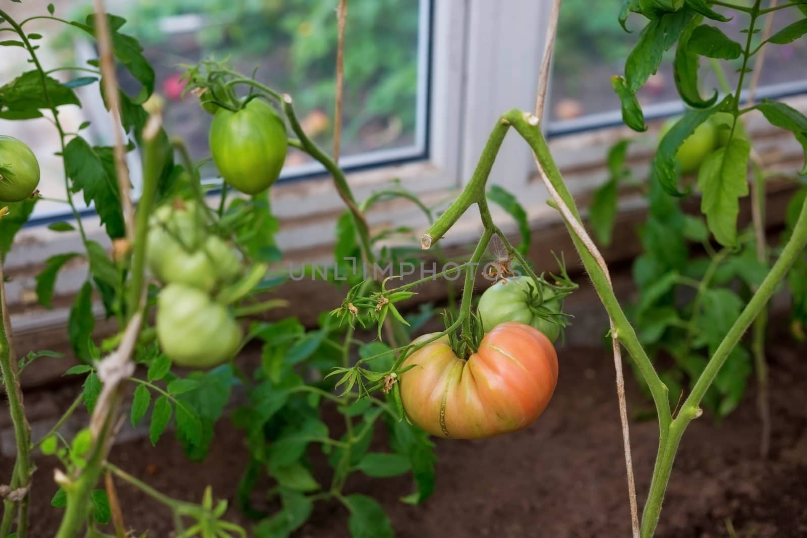 Bunch of big green tomatoes on a bush, growing selected tomato in a greenhouse.Green tomatoes among the branches. Natural and organic agriculture