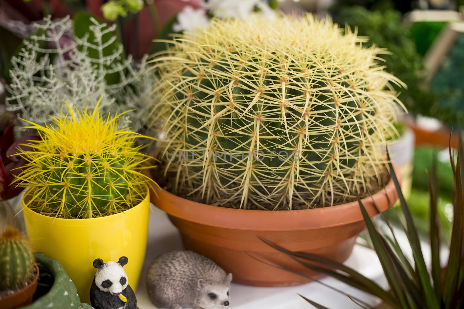 .Golden barrel cactus with long yellow thorns in a decorative pot for interior decoration